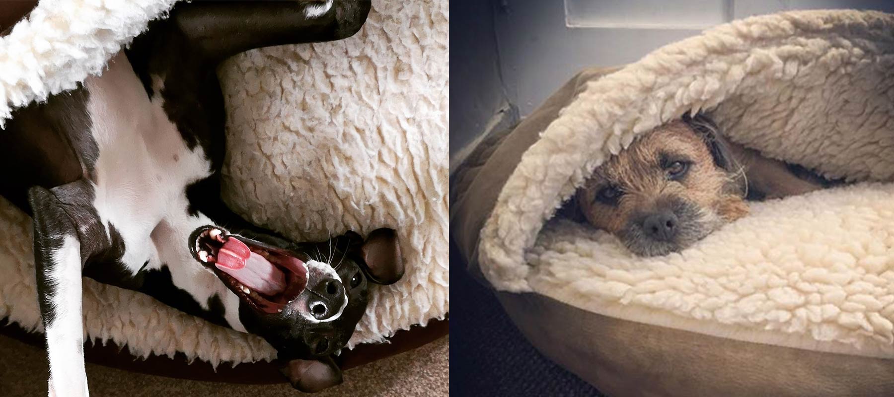 23 Dogs in Snoozer Cozy Cave Dog Beds