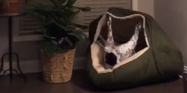 Viral Video of Dog in Snoozer Cozy Cave®