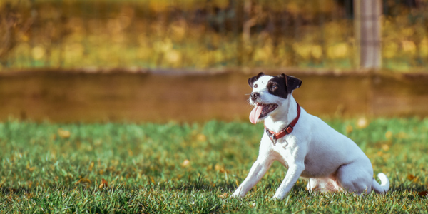9 Top Training Tips For Your Dog