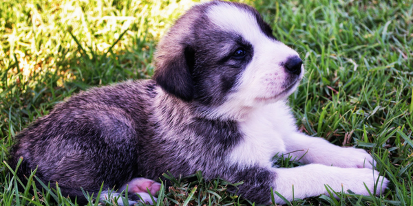 The 15 Most Important Questions To Ask Your Puppy Breeder