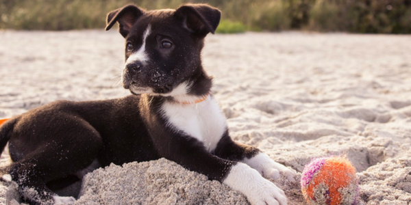 5 Things To Know Before You Get A Puppy