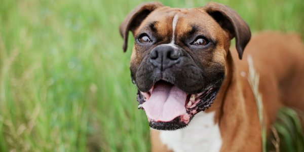 25 Ways A Dog Can Change Your Life
