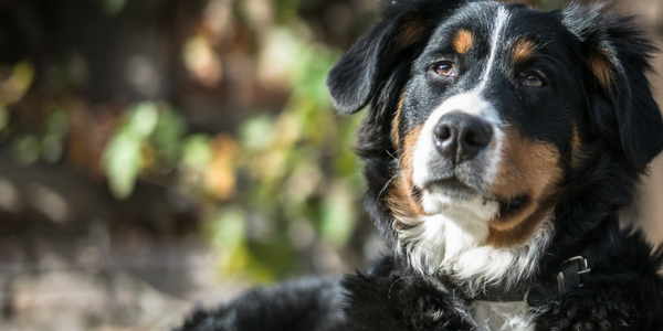 13 Reasons To Adopt An Older Dog