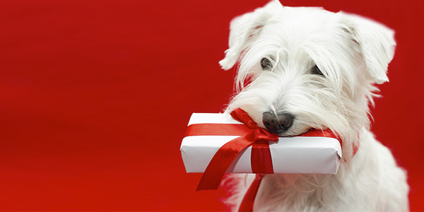 Christmas Shopping Guide for Your Dog