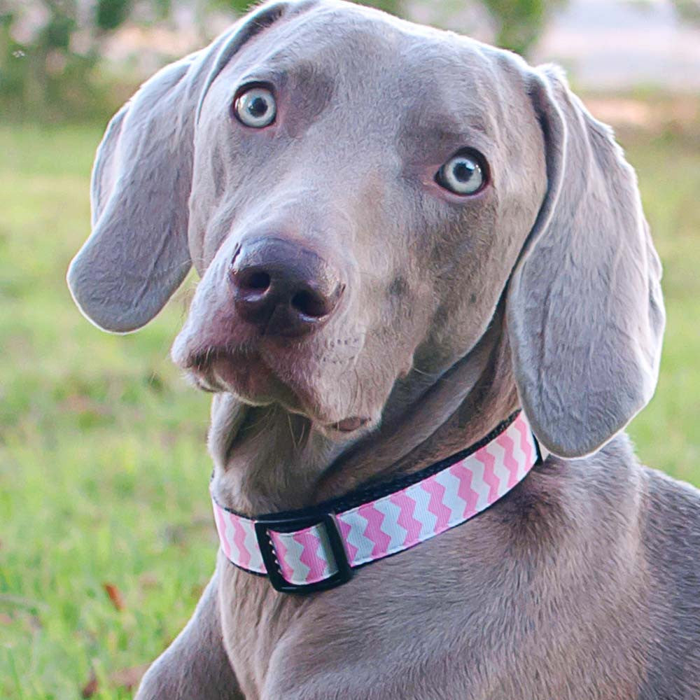 Paw Paws Dog Collar - Pink Chevron