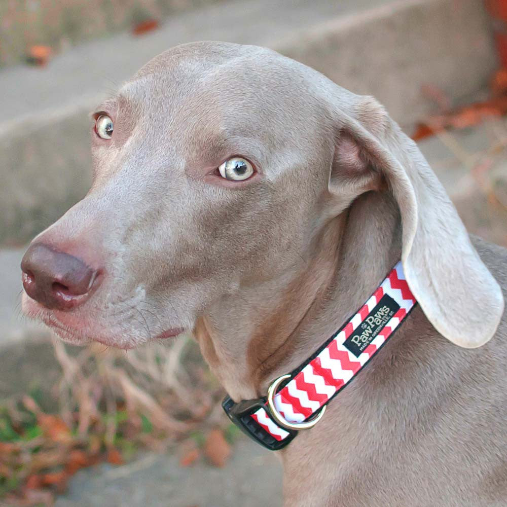 Paw Paws Dog Collars - Red Chevron